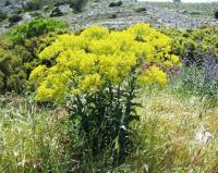 Isatis tinctoria subsp. tinctoria