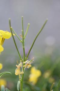 Erysimum duriaei