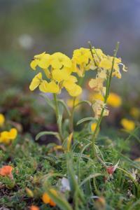 Erysimum duriaei