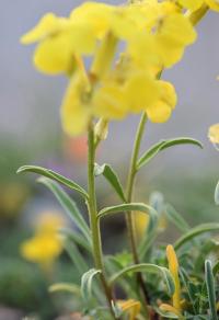 Erysimum duriaei