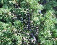 Juniperus communis subsp. communis