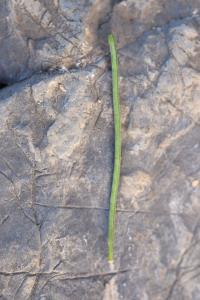 Erysimum duriaei