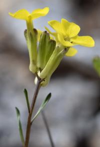 Erysimum gorbeanum