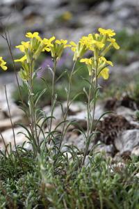 Erysimum gorbeanum