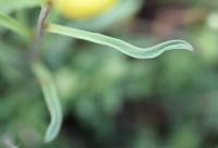 Erysimum gorbeanum