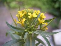 Erysimum cheiranthoides