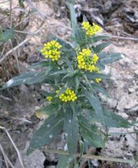 Erysimum cheiranthoides