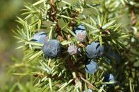 Juniperus communis subsp. communis