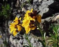 Erysimum cheiri