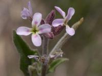 Malcolmia africana