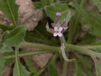 Malcolmia africana