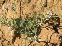 Malcolmia africana