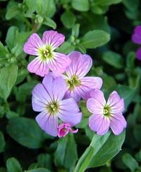 Malcolmia maritima