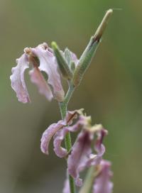 Matthiola fruticulosa subsp. fruticulosa