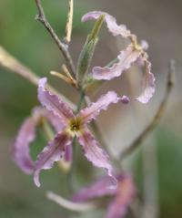 Matthiola fruticulosa subsp. fruticulosa