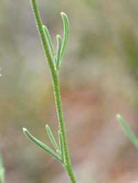 Matthiola fruticulosa subsp. fruticulosa