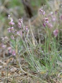 Matthiola fruticulosa subsp. fruticulosa