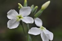 matthiola incana subsp. incana