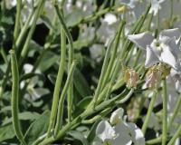 matthiola incana subsp. incana