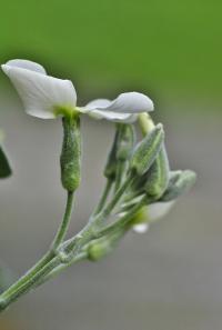 matthiola incana subsp. incana