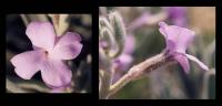 Matthiola sinuata