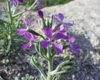 Matthiola sinuata