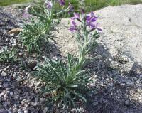 Matthiola sinuata