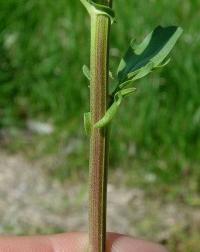 Barbarea vulgaris