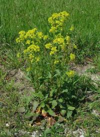 Barbarea vulgaris
