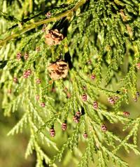 Chamaecyparis lawsoniana