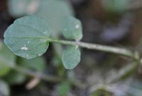 Nasturtium officinale