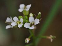 Nasturtium officinale