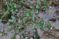 Nasturtium officinale