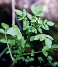 Nasturtium microphyllum 