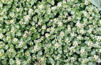 Nasturtium microphyllum 