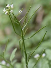 Cardamine flexuosa