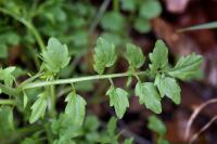 Cardamine flexuosa