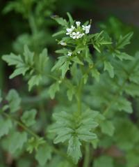 Cardamine flexuosa