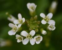 Cardamine flexuosa