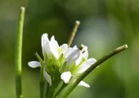 Cardamine hirsuta