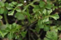 Cardamine hirsuta