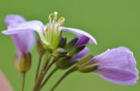 Cardamine pratensis subsp. pratensis