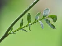 Cardamine pratensis subsp. pratensis