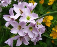 Cardamine pratensis subsp. pratensis