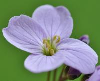 Cardamine pratensis subsp. pratensis