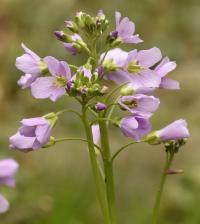 Cardamine raphanifolia subsp. raphanifolia