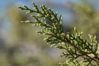 Juniperus phoenicea subsp. phoenicea