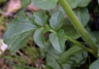 Cardamine raphanifolia subsp. raphanifolia