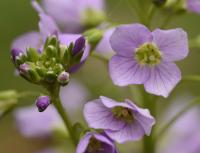 Cardamine raphanifolia subsp. raphanifolia