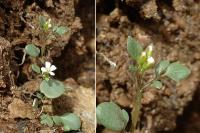 Cardamine bellidifolia subsp. alpina